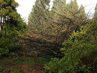 Hamamelis Luna 2016 01 23 8974